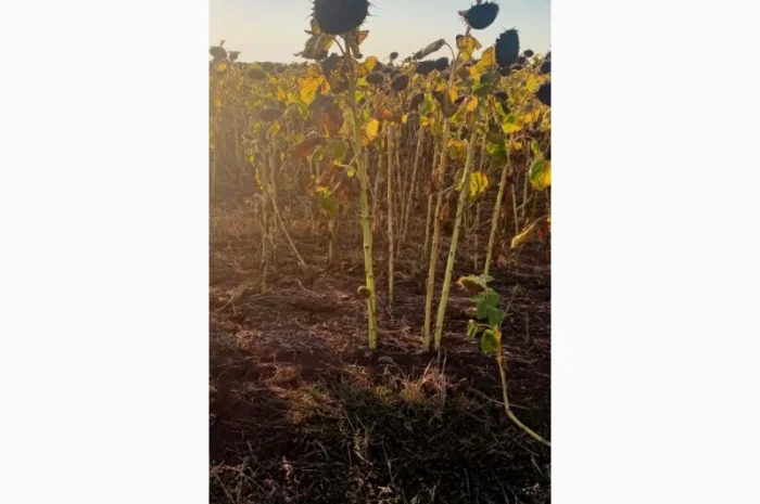 Семена соняшника "Ліміт" на продаж- фото № 4