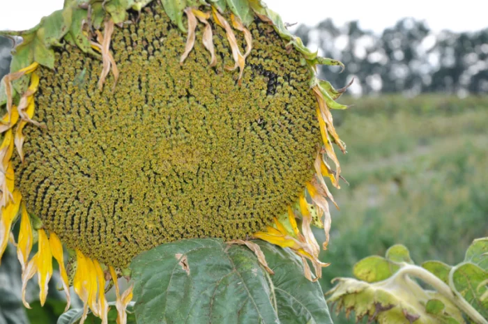 Семена подсолнечника 'Аракар' – высокие урожаи и устойчивость к вредителям- фото № 1
