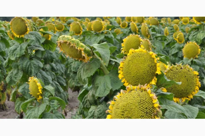 Семена подсолнечника 'Аракар' – высокие урожаи и устойчивость к вредителям- фото № 2