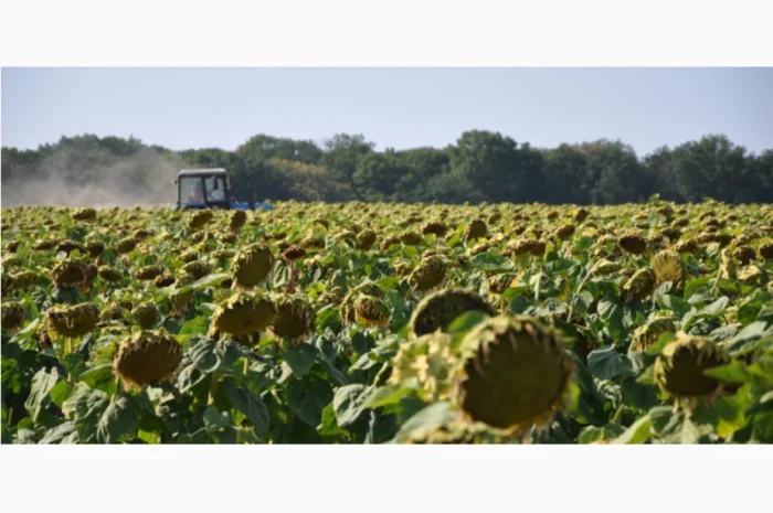 Семена подсолнечника 'Аракар' – высокие урожаи и устойчивость к вредителям- фото № 3