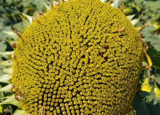 Насіння соняшника сорту Міраж- фото № 1