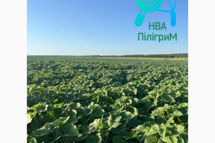 Семена соняшника "Флокс" 50 гр – високоякісний гібрид для успішного вирощування- фото № 5