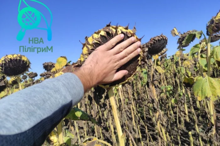 Семена соняшника "Флокс" 50 гр – високоякісний гібрид для успішного вирощування- фото № 6