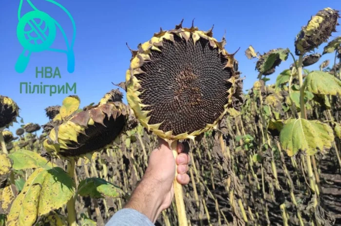 Семена соняшника "Флокс" 50 гр – високоякісний гібрид для успішного вирощування- фото № 7