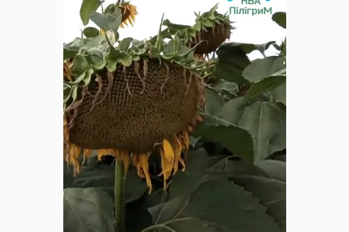 Семена соняшника "Флокс" 50 гр – високоякісний гібрид для успішного вирощування- фото № 8