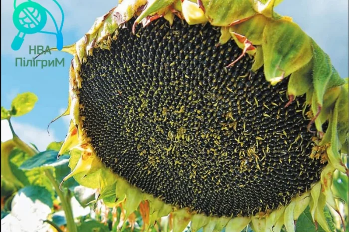 Семена соняшника "Флокс" 50 гр – високоякісний гібрид для успішного вирощування- фото № 10