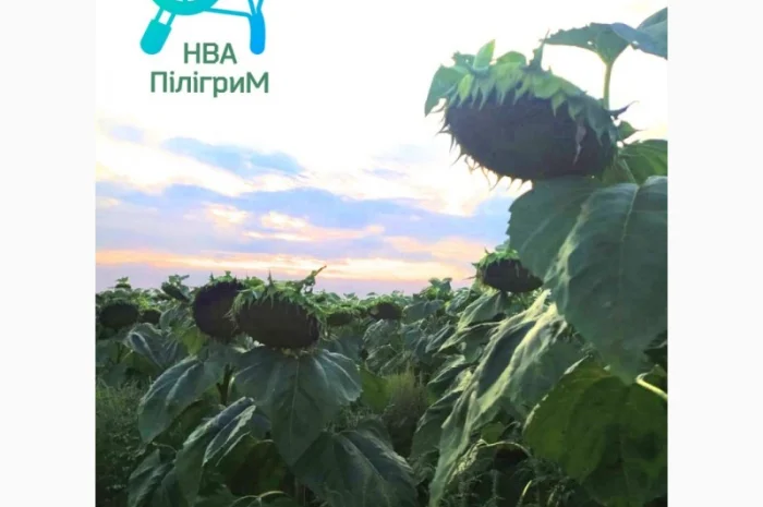 Семена соняшника "Флокс" 50 гр – високоякісний гібрид для успішного вирощування- фото № 11