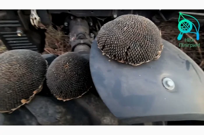 Семена соняшника "Флокс" 50 гр – високоякісний гібрид для успішного вирощування- фото № 3