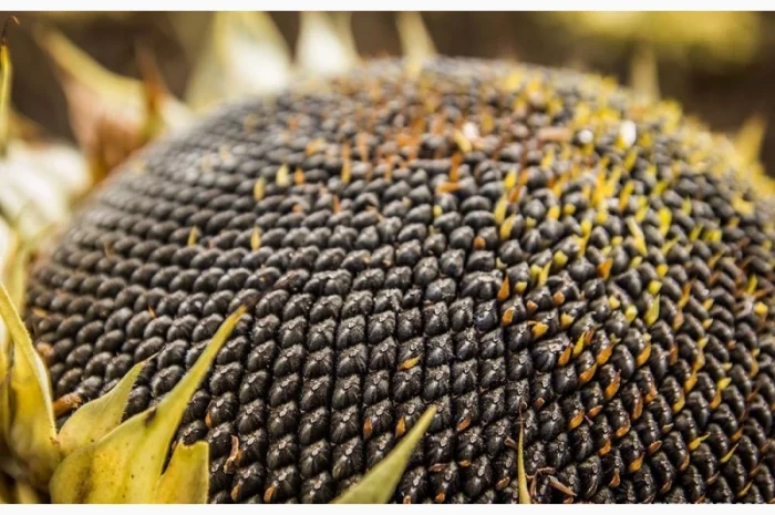 Семена соняшника Рона - високоякісні, стійкі до хвороб- фото № 1