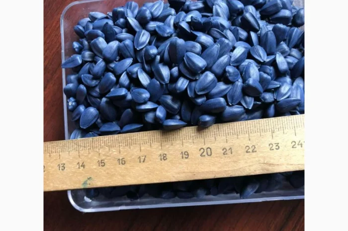 Семена соняшника Рона - високоякісні, стійкі до хвороб- фото № 2