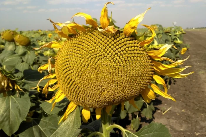 Насіння соняшника Бомонд 60 гр - гранстар- фото № 1