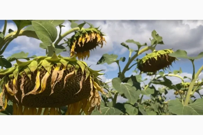 Насіння соняшнику Рекольд – стійкий до бур'янів, для складних умов- фото № 2