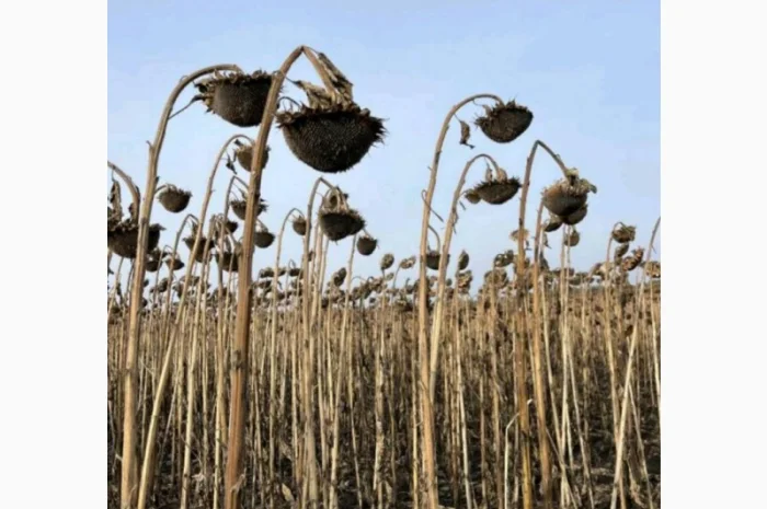 Насіння соняшнику Рекольд – стійкий до бур'янів, для складних умов- фото № 4