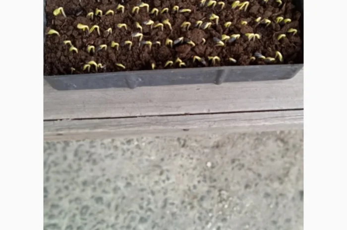 Насіння соняшнику Рекольд – стійкий до бур'янів, для складних умов- фото № 7