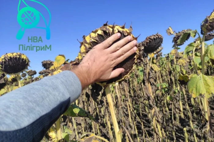 Лучший отечественный гибрид под гранстар "Флокс"- фото № 3