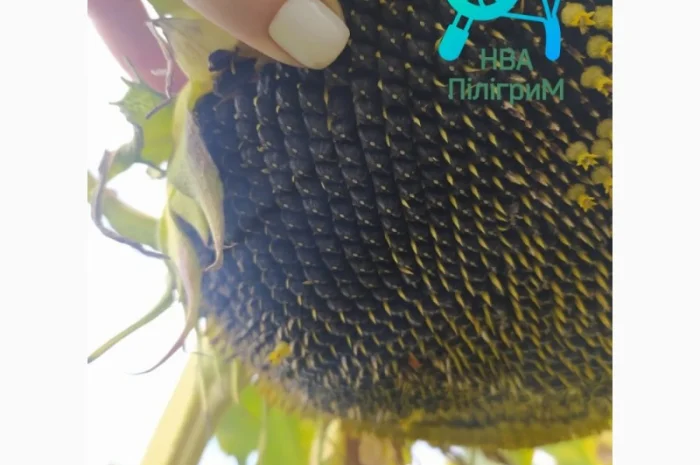 Лучший отечественный гибрид под гранстар "Флокс"- фото № 4