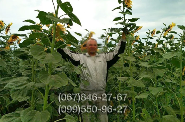 Семена кондитерского подсолнечника высокого качества- фото № 1