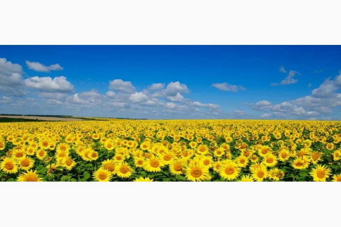 Закупаем подсолнечник Ф1 и Ф2 в Днепре- фото № 1