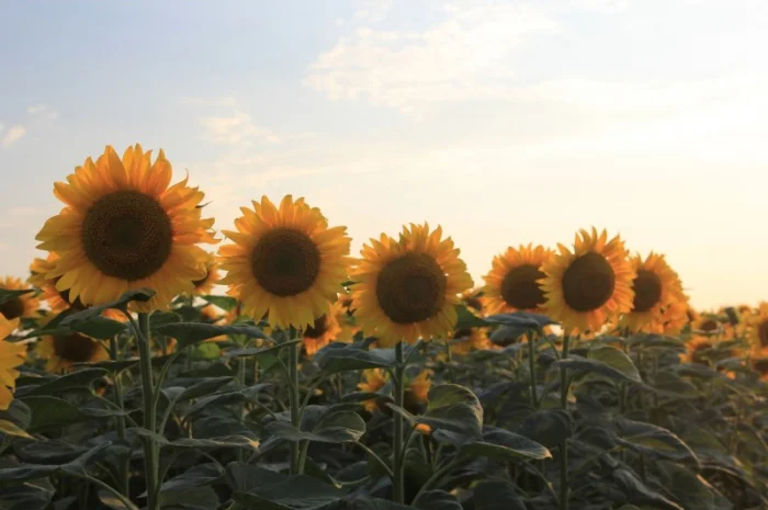 Продам соняшник 500 т, Херсонська обл- фото № 1