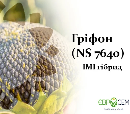 Насіння соняшника Гріфон NS 7640- фото № 1