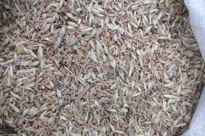 Закупка зерноотходов, некондиции- фото № 1