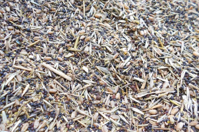 Зерноотходы, некондиция закупаем дорого- фото № 1