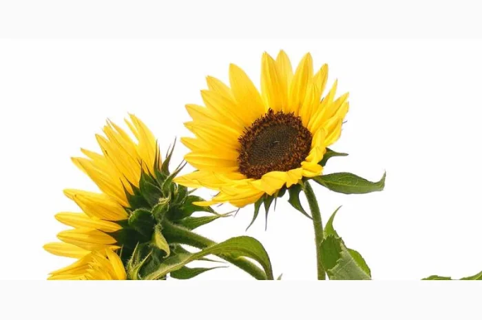 Продам соняшник 70 т, Кіровоградська обл- фото № 1