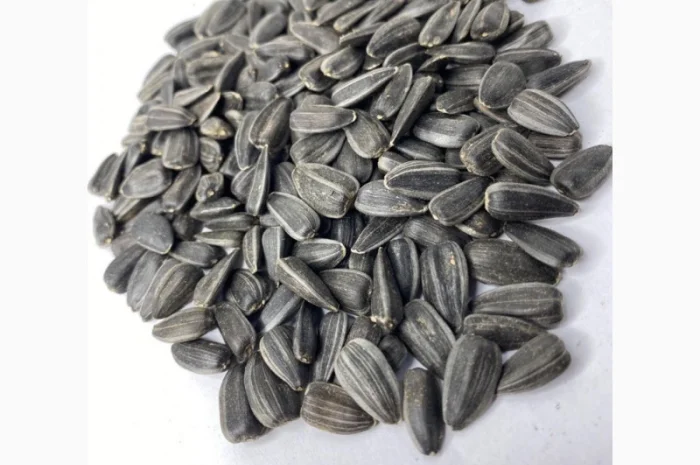 Продам соняшник кондитерський ДЖИН ЛАКОМКА- фото № 1