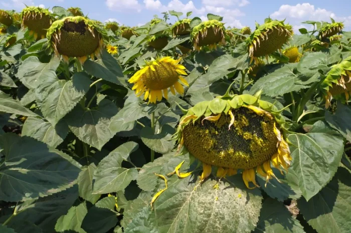 ЕС САКСОН 50ц/га Экстра фракция. Семена подсолнечника САКСОН Экстра A-G- фото № 1