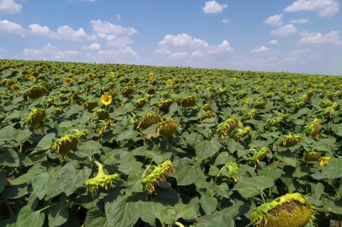 ЕС САКСОН 50ц/га Экстра фракция. Семена подсолнечника САКСОН Экстра A-G- фото № 3