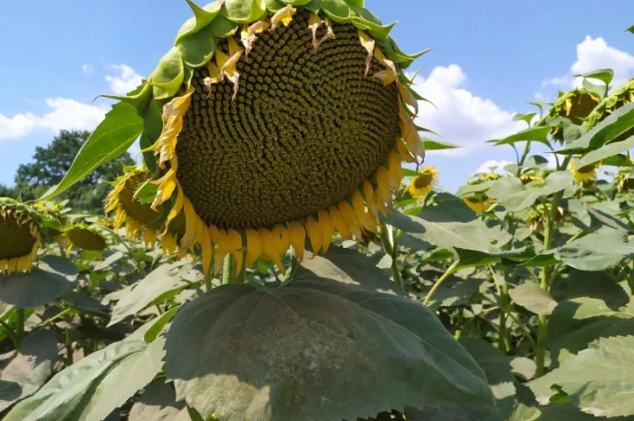 ЕС САКСОН 50ц/га Экстра фракция. Семена подсолнечника САКСОН Экстра A-G- фото № 4