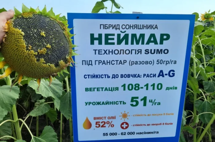 Семена подсолнечника Неймар A-G. Гибрид подсолнечника Неймар 43ц/га- фото № 1