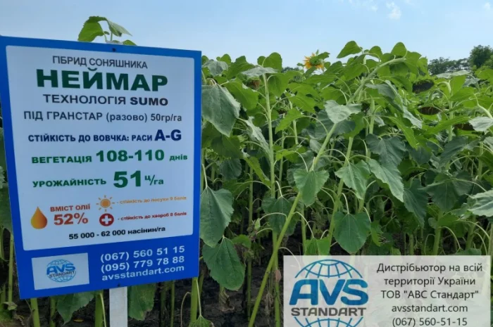 Семена подсолнечника Неймар A-G. Гибрид подсолнечника Неймар 43ц/га- фото № 2