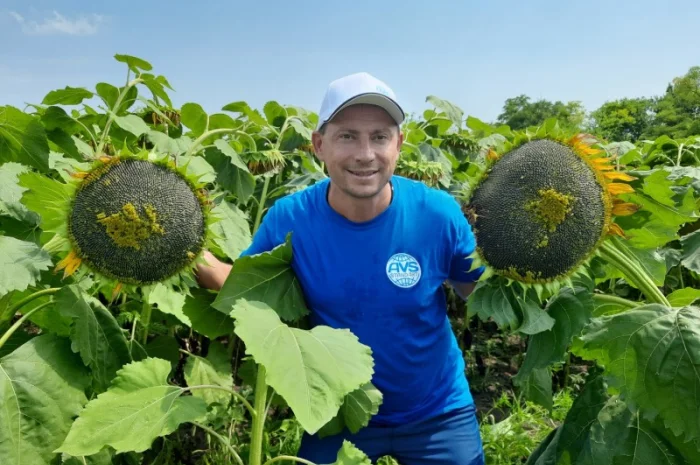 Семена подсолнечника Неймар A-G. Гибрид подсолнечника Неймар 43ц/га- фото № 4