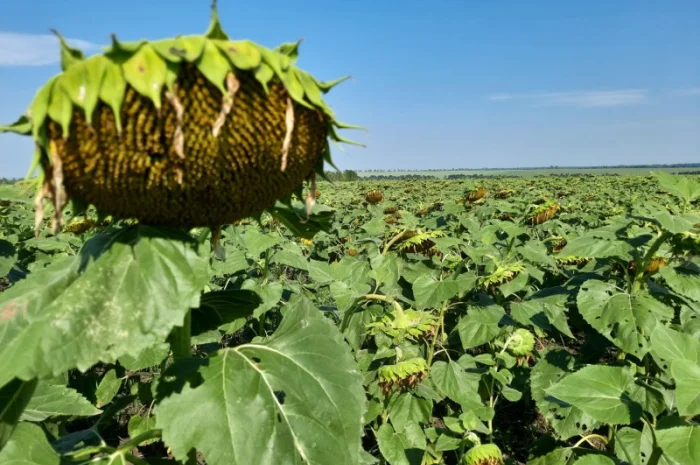 Семена сумо ЕС Саксон под Гранстар. Гибрид Саксон устойчив к расам заразихи A-G+. Стандарт- фото № 2