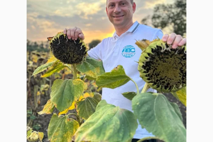 Соняшник під гранстар ДОЛАР. Високоврожайний гібрид ДОЛАР 55ц/га- фото № 3