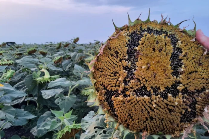 Соняшник під гранстар ДОЛАР. Високоврожайний гібрид ДОЛАР 55ц/га- фото № 2