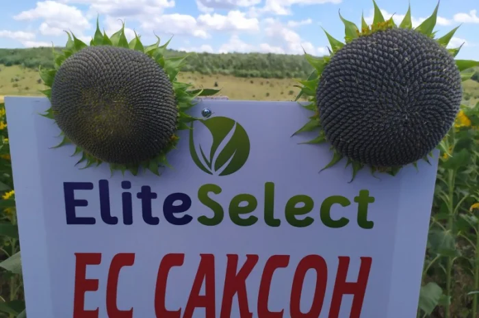 Семена ЕС Саксон под Гранстар. Гибрид подсолнечника ЕС Саксон A-G. Стандарт фракция- фото № 1