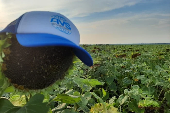 Подсолнечник под гербицид Гранстар Про Экспресс ЕС АЛЬФА. Засухоустойчивый гибрид ЕС Альфа- фото № 1