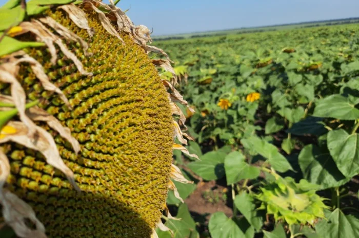 Гибрид подсолнечника ЕС Саксон - высокая урожайность 42 ц/га- фото № 1