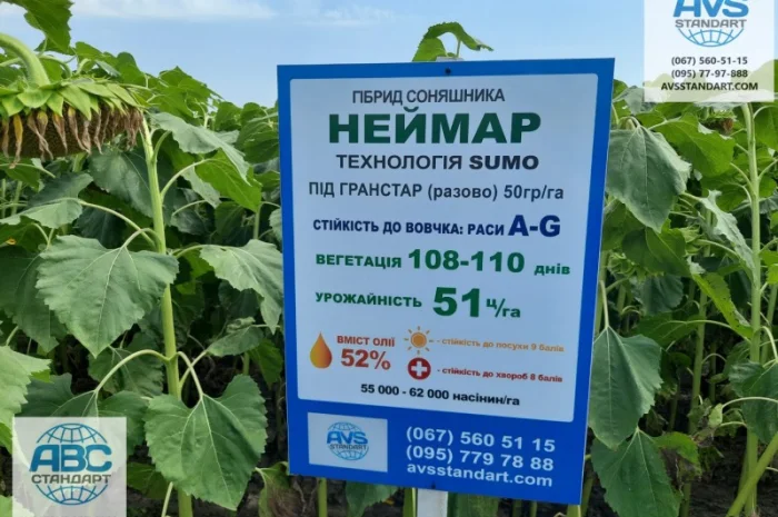 Неймар Плюс под гранстар. Подсолнечник Неймар Плюс 50ц/га- фото № 3