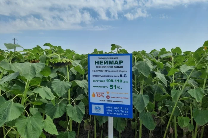 Неймар Плюс под гранстар. Подсолнечник Неймар Плюс 50ц/га- фото № 4