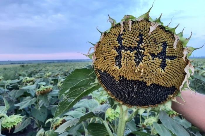 Неймар Плюс под гранстар. Подсолнечник Неймар Плюс 50ц/га- фото № 1