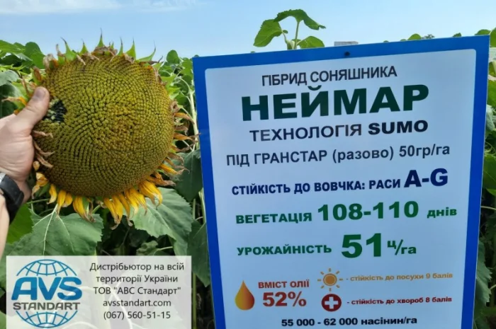 Неймар під гранстар. Гібрид Неймар 43ц/га. Соняшник Неймар вовчок раси A-G- фото № 2