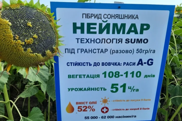 Неймар під гранстар. Гібрид Неймар 43ц/га. Соняшник Неймар вовчок раси A-G- фото № 1