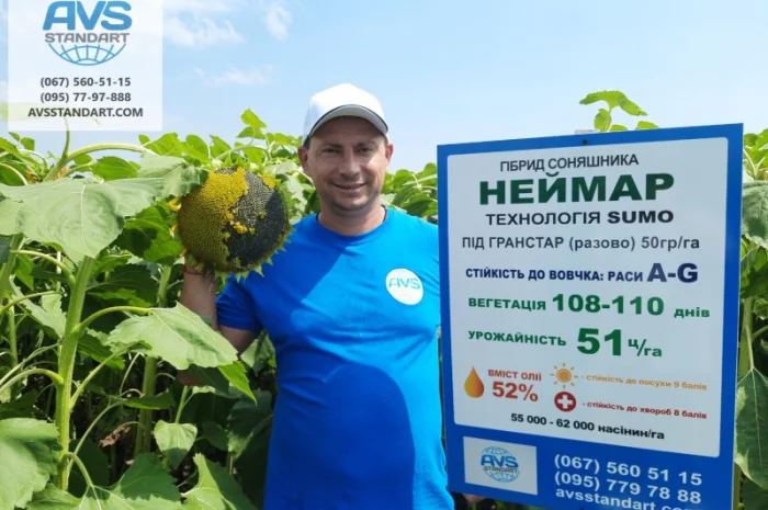 Неймар під гранстар. Гібрид Неймар 43ц/га. Соняшник Неймар вовчок раси A-G- фото № 3