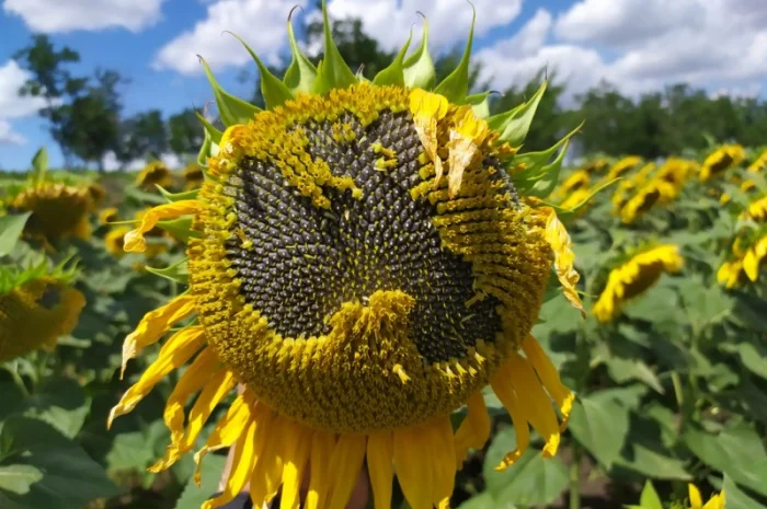 Семена ЕС САКСОН Элита Селект Премиум. Подсолнечник САКСОН под гранстар. Премиум- фото № 1