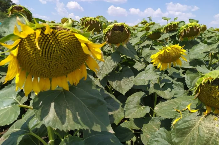 Семена ЕС САКСОН Элита Селект Премиум. Подсолнечник САКСОН под гранстар. Премиум- фото № 3
