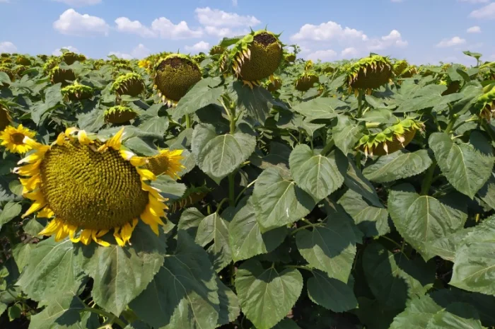 Семена ЕС САКСОН Элита Селект Премиум. Подсолнечник САКСОН под гранстар. Премиум- фото № 4