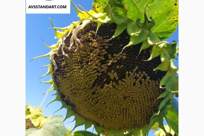 Кондитерский подсолнечник Геракл 93-99дней, 36ц/га, заразиха A-F+. Болгария- фото № 2